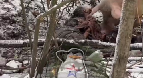 A pig eats deliciously the corpse of a Ukrainian tankman, near a destroyed Ukrainian tank.