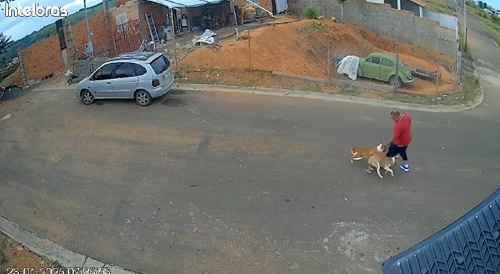 DAMN: Even the Dogs Want you Dead in Brazil