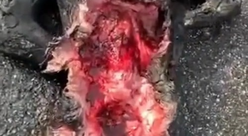 "Rigor mortis" - "rigor erectus". Post mortem erection for a man (burned)