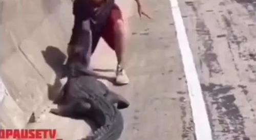 Gator VS White Animal