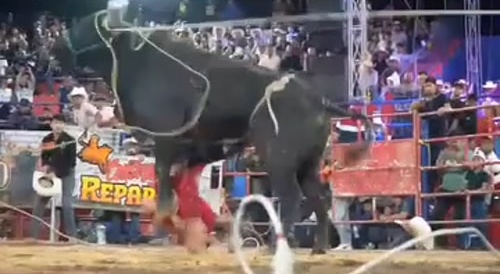 brutally and totally fucked by the bull..