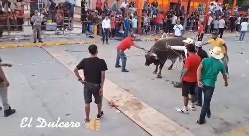 never test your strength with a Mexican bull..