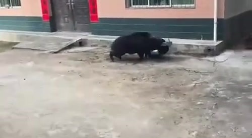 Wild Boar Attacks Woman..