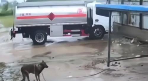 Dog miraculously survives the hurricane...