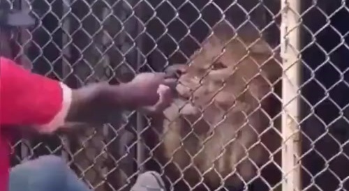 Dentist examining lion's teeth.