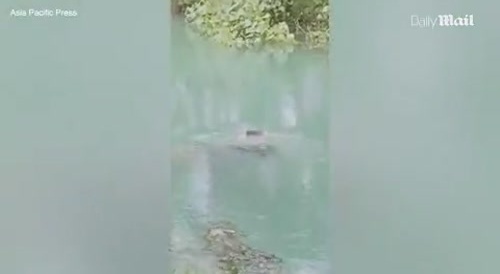 Alligator delivers body 4 Uber Eats!