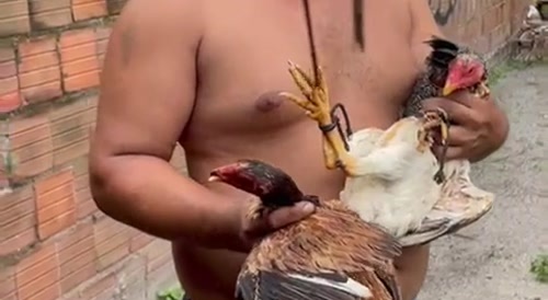 Chicken Thief Gets a Beating - price of eggs is too damn high!