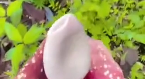 Carnivorous Plant Bites Horny Girl's Pussy