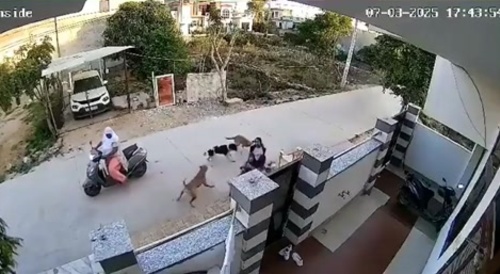 Wild Dogs Attack Woman Strolling by