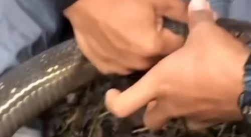 Man bitten by snake in a sensitive place