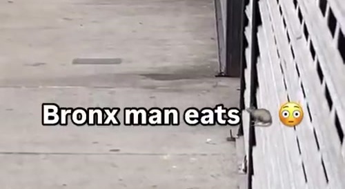 Regular New Yorker eats a rat