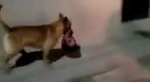 Dog walking around with a human head in mouth