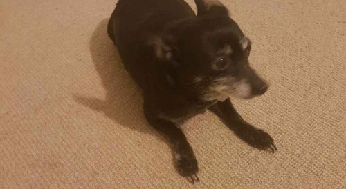 Man got his toe ate by his dog(pictures)