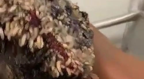 Maggot Head