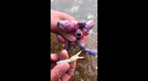 Sea Monster For Dinner