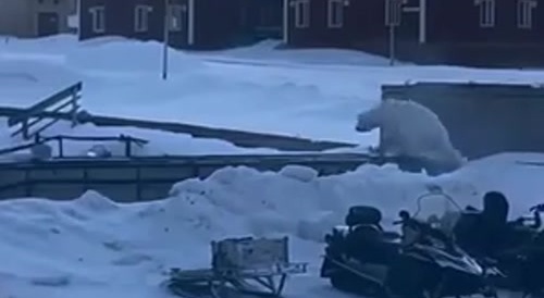 Got Away From Hungry Polar Bear
