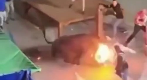 Angry Bull With Fiery Horns Wrecks One