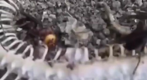 Venomous Snake Attacks Hornet Nest