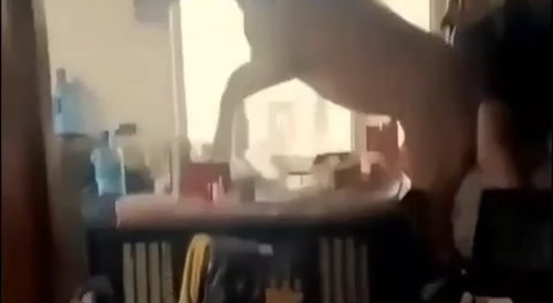A horse of course