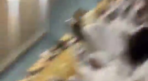 Educated Ratchets Fight at College Graduation