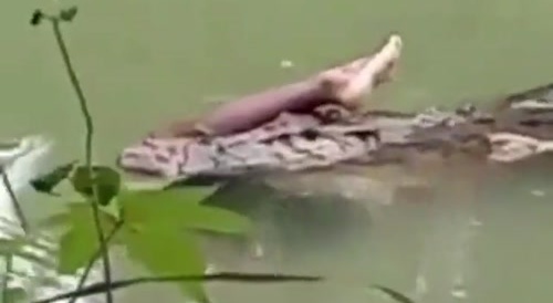 Jerk Fed To Crocodile