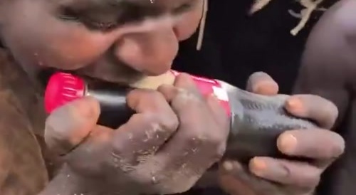 Gorilla from Africa has coke for first time