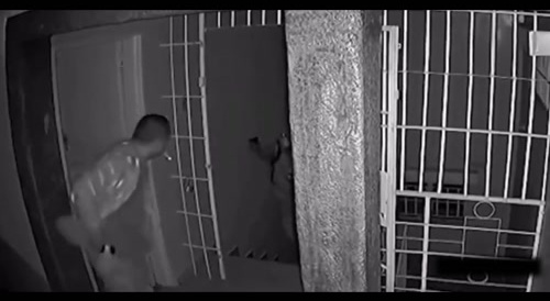 Didn't drop his blunt in the robbery attempt