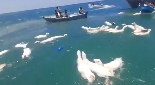A ship carrying sheep overturned near the coast of Aden in Yemen.