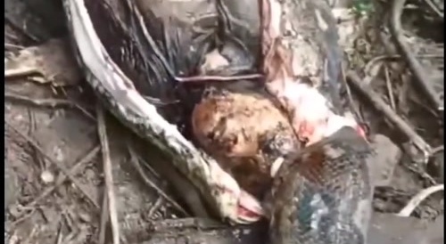 Missing woman found inside 16-foot python after it reportedly swallowed her whole in Indonesia