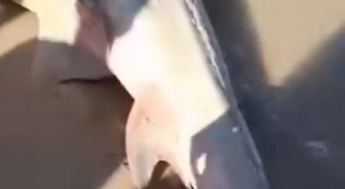 Dead shark
