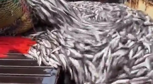 170 tons of pollock in one go