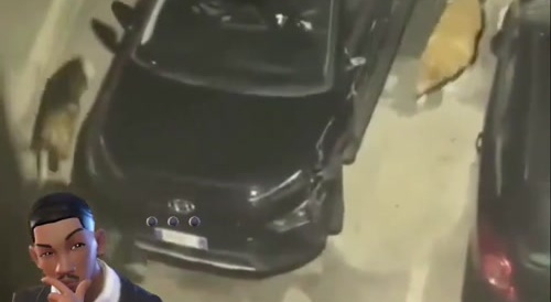 Car getting torn apart by dogs