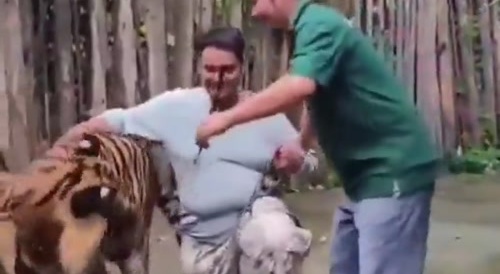 Tourist attacked by tiger in Thailand