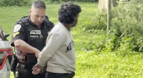 NY Migrants Steal a Swan for a Satanic Sacrifice - or maybe dinner time.