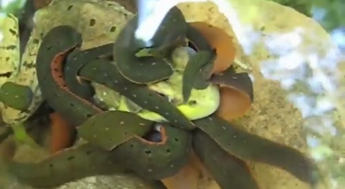 Frog Enjoys Leech Therapy