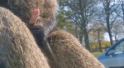 Genious baboon found alternate protein source