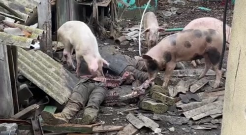 Live pigs eat dead Ukrainians