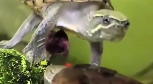 Snapping Turtle Destroys Weiner