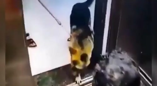 Dog Bites Man´s Balls