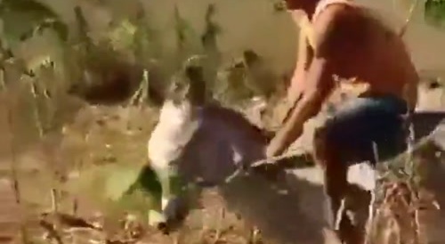 Donkey gets the last laugh