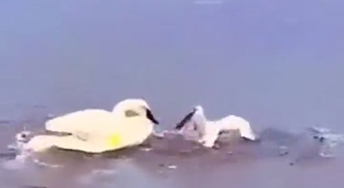 Swans are animals, too !