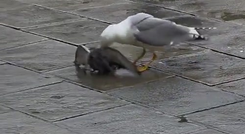Seagull and Pigeon