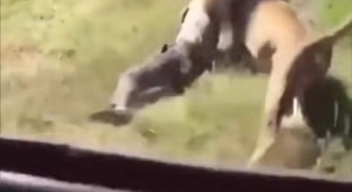 Snatched by a lion