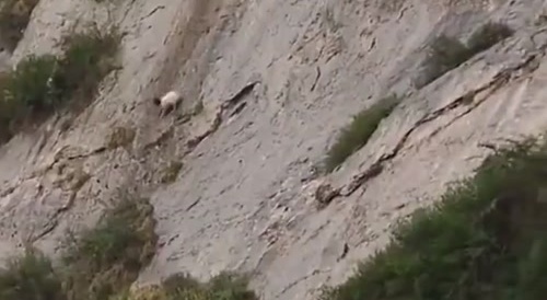Sheep make their way down a mountain...