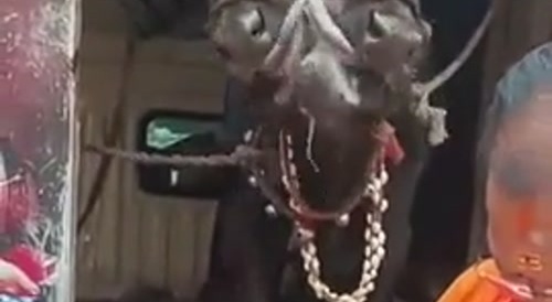 2 Faced Cow