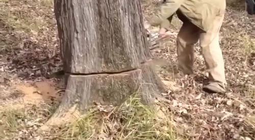 This comes out of the felled tree... !