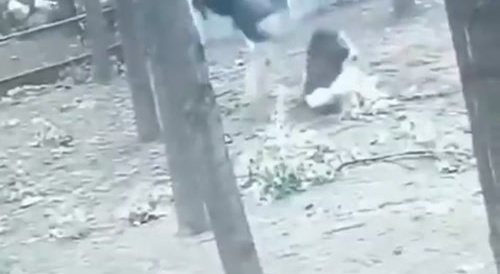 Ostrich Attack