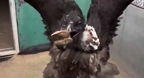 Bird of hell swallows it whole !