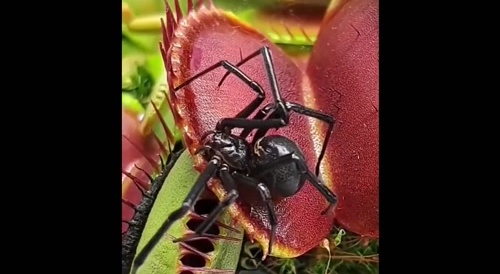 Venus trap catches black widow