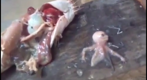 Fetus Found In The TUNA